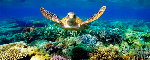 great-barrier-reef