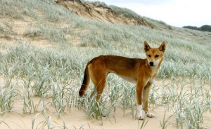 Dingo!